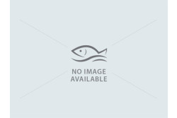 Mackerel / Ayala {5 to 9 count /kg} - Curry Cut (includes head pieces)